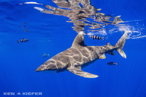 Oceanic Whitetip Shark slicing through the blue water.  
... by Ken Kiefer 